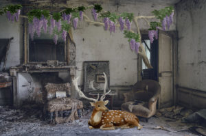 Incursions Oniriques - Le Daim Désempaillé